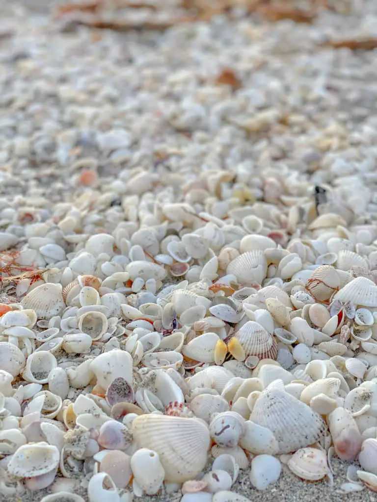 exploring for shells on Sanibel Island is one of the things to do At Fort Myers. 