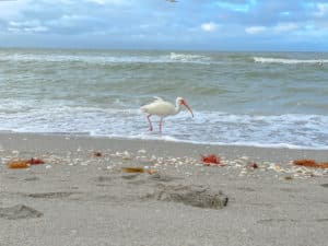 Sanibel Island is one of the great things to do at Fort Myers