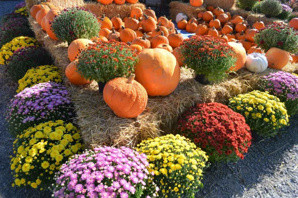 Pumpkins and mums in a Connecticut fall display