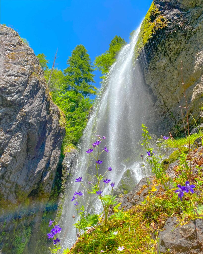 Henline falls wildflowers