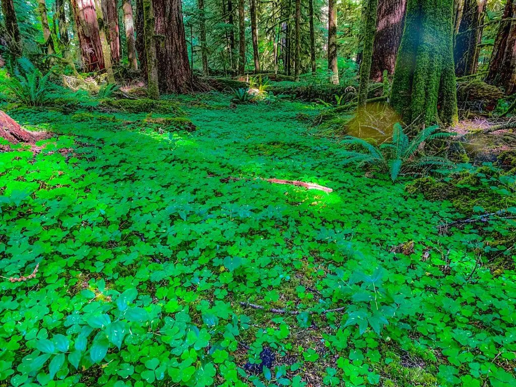 Valley of the Giants forest floor