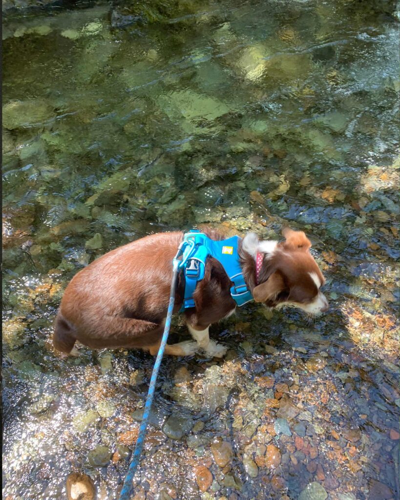 Mini Aussie dog swims in a pool at Henline Falls in Oregon