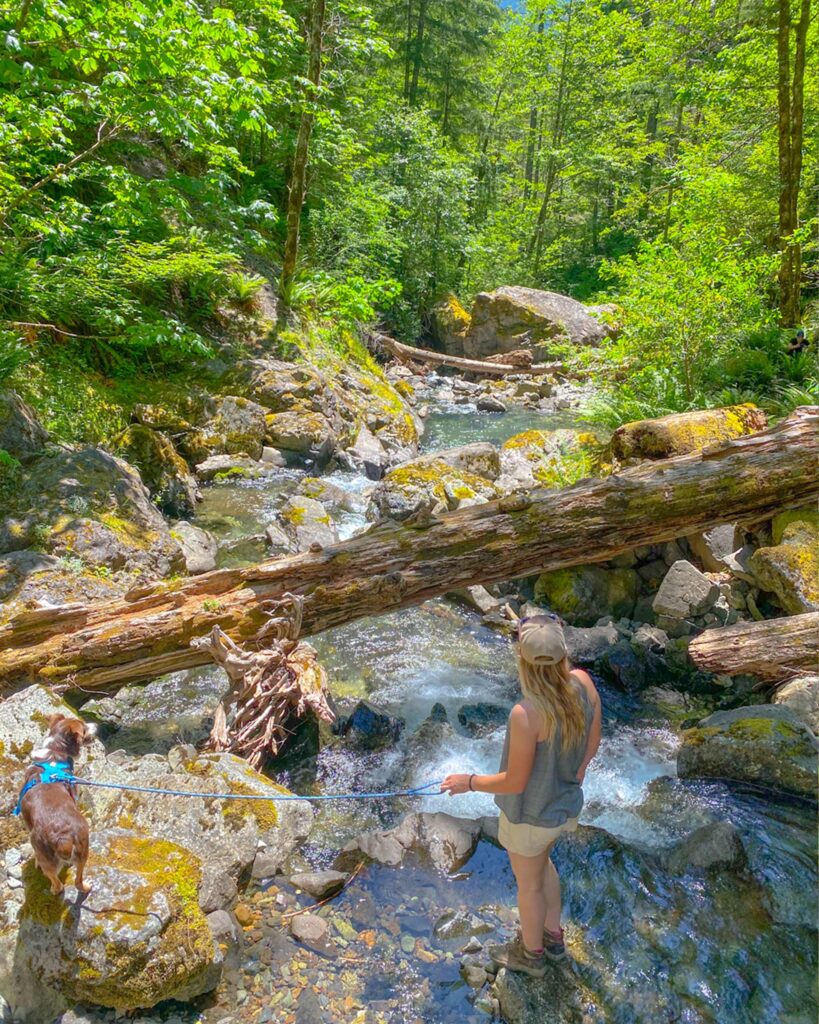 oregon henline falls looking down stream