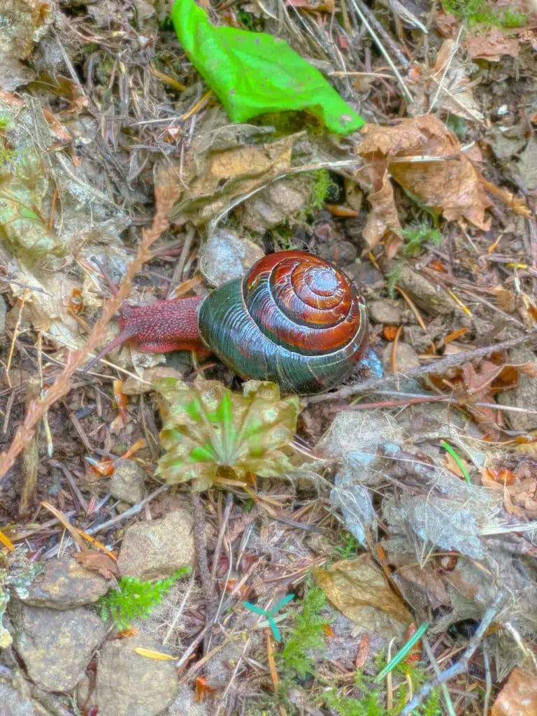 The snail on the Sweet Creek Falls trail