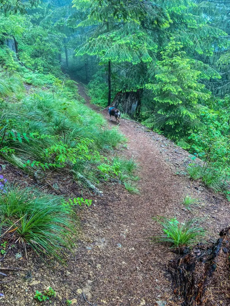 A break in the ferns on this Oregon hiking trail is what shows you the entrance