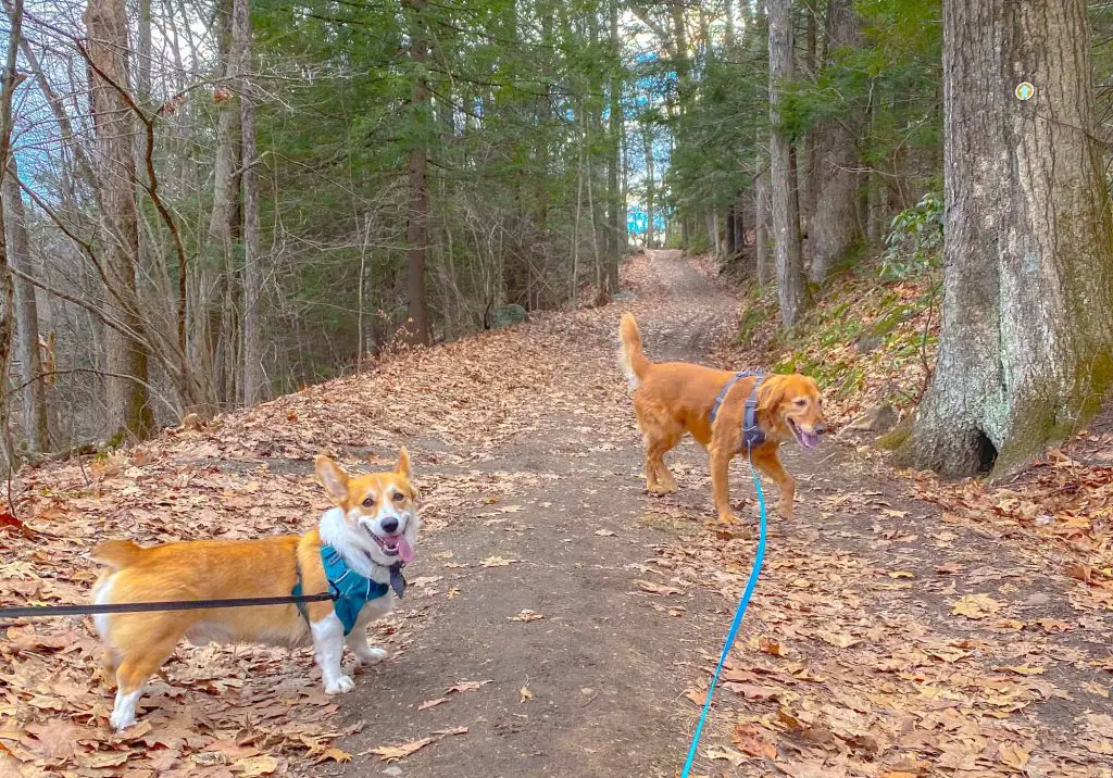 Two dogs tackle the yellow trail of the Dismal Brook Wildlife Preserve in NOrth Granby, Connecticut