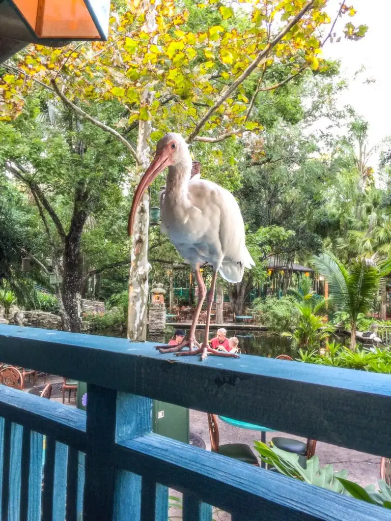 Begging birds are a common site at Flametree Barbecue, one of the best places to eat in Disney World.