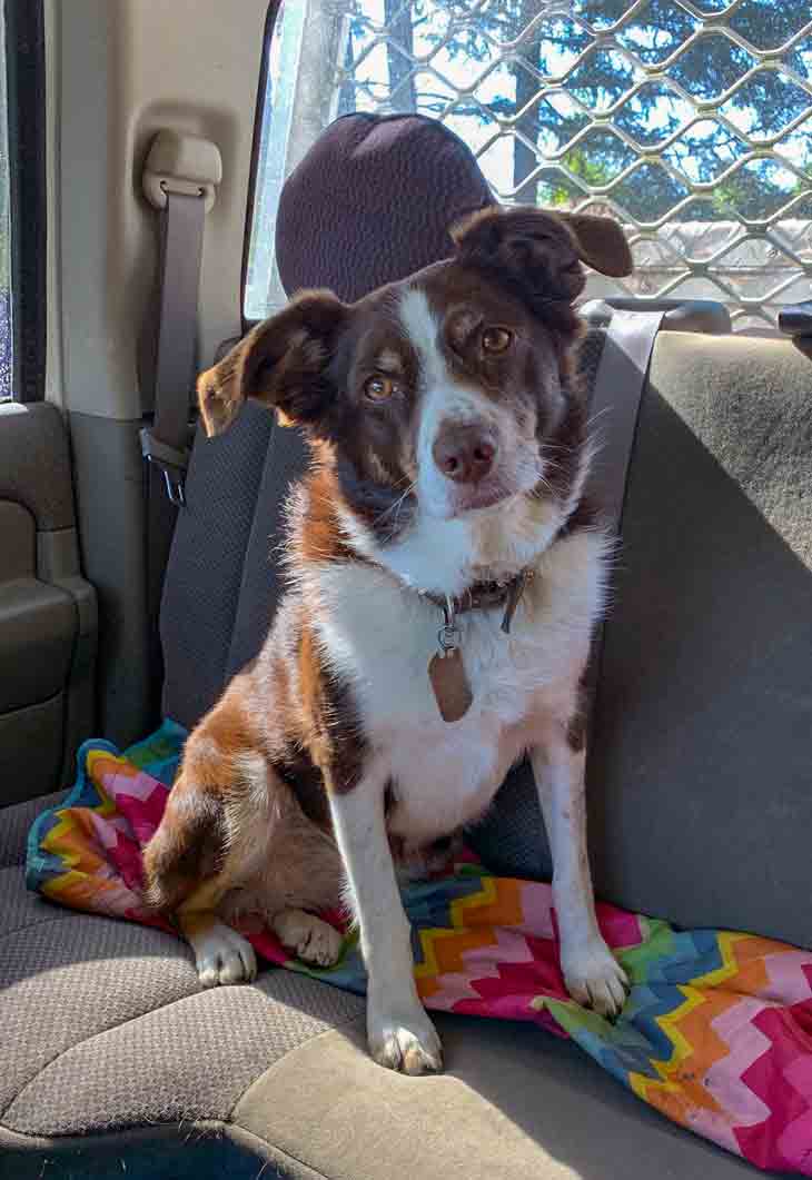 Mini Aussie waits patiently to arrive at the dog park.