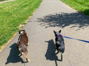 dogs walking at MInto Brown Island State Park