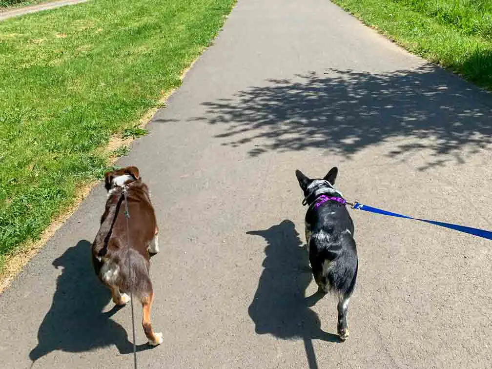 dogs walking at MInto Brown Island State Park