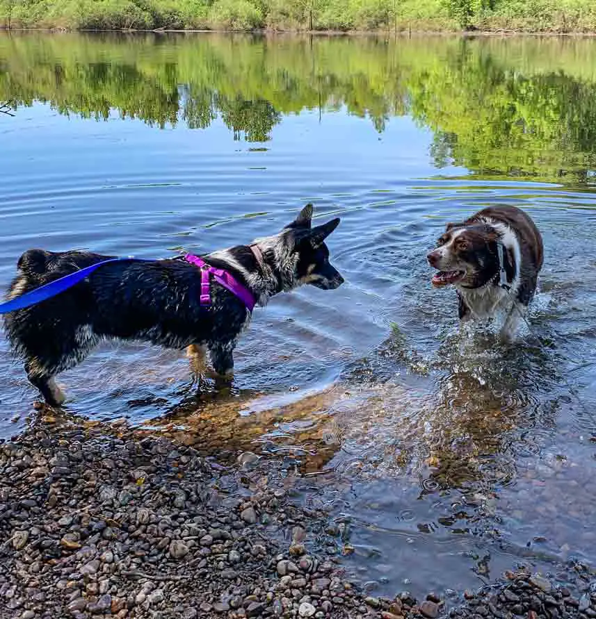 dogs swimming at Minto Brown Island State Park