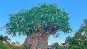 Animal kingdom tree of life at sunrise - Walt Disney World vacation planning