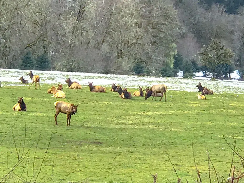 Elk in the Oregon outdoors.