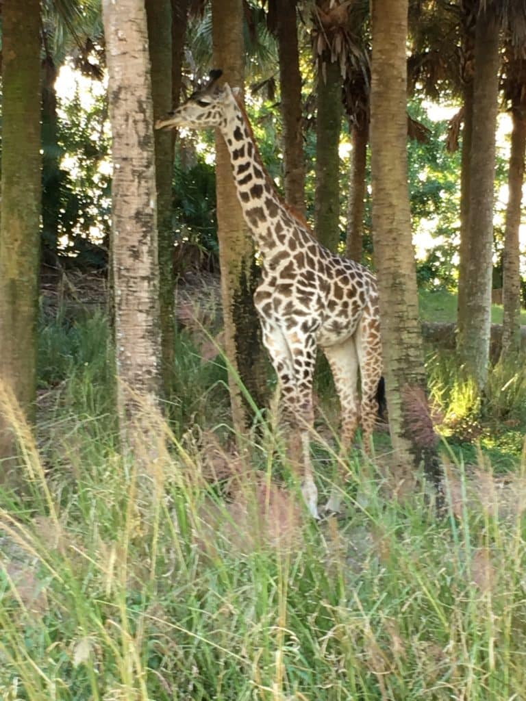 Giraffe inside Disney's Animal Kingdom