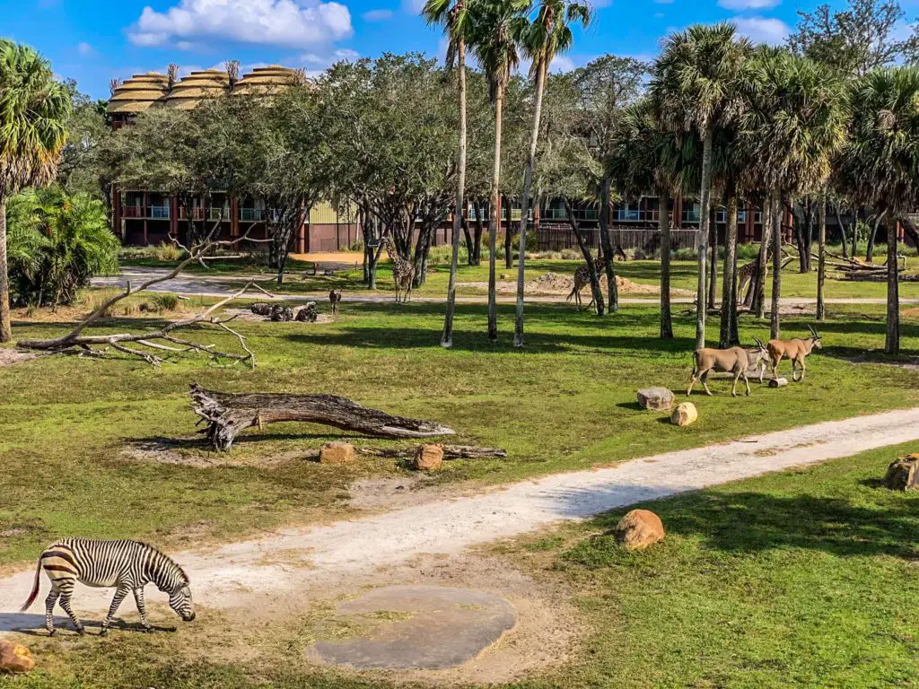 Walt Disney World Animal KIngdom Lodge savanna