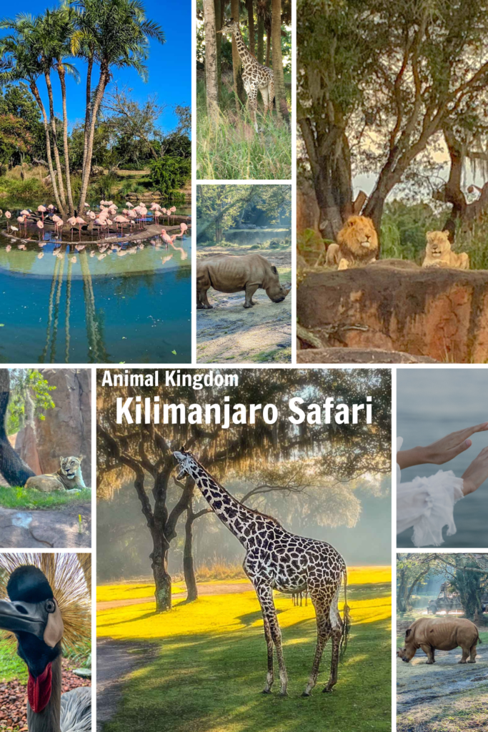 Kilimanjaro Safari