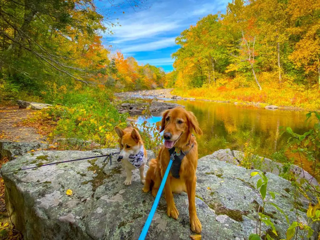 Corgi and Golden Retriever enjoy a riverside fall hike in new England