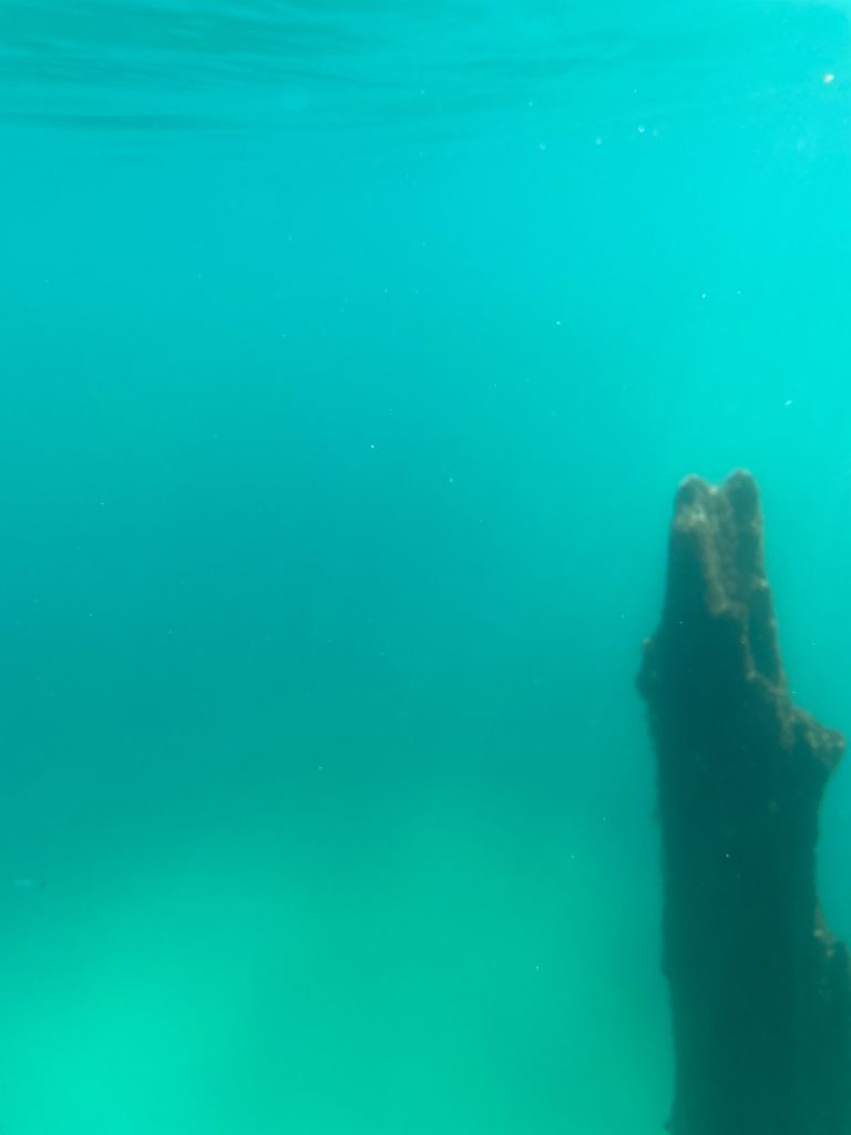 Underwater tree in the lake