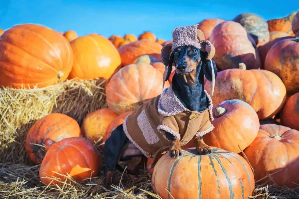 dachshund on pumpkins at New England fall fair, one of New Englands fall activities.