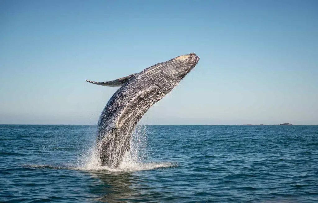Whale watching off the coast of Cape Cod is a perfect New England Fall activity as sightings are plentiful.