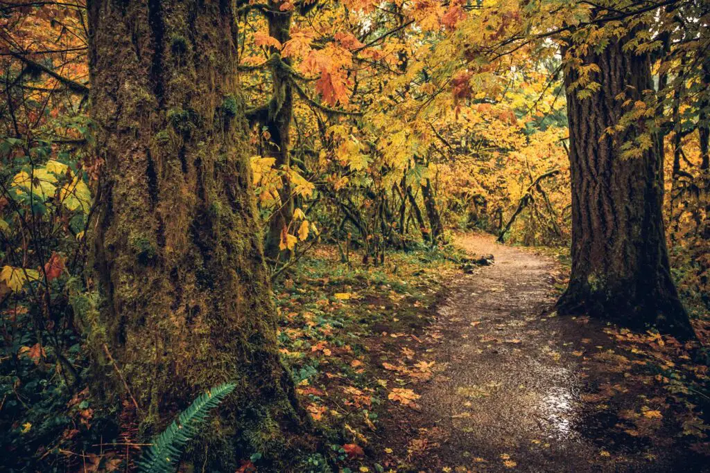 Trail at Silver Falls State Park, surrounded by trees with changing leaves during an Oregon fall.