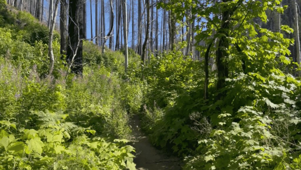 overgrown path past Ponytail Falls