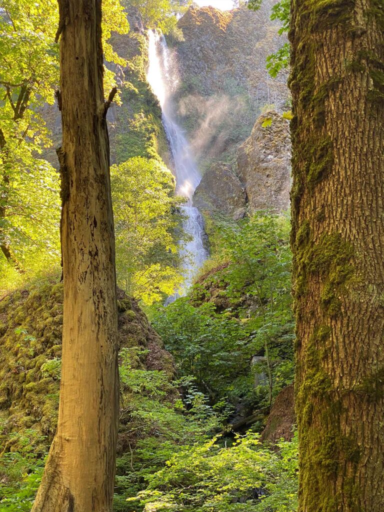 tree trunks in the foreground frame a perfect view of Starvation Creek Falls cascading a long way over rocks.