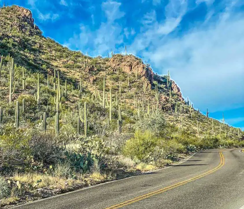 Picture Rock Road leading into Saguaro National Park in Arizona