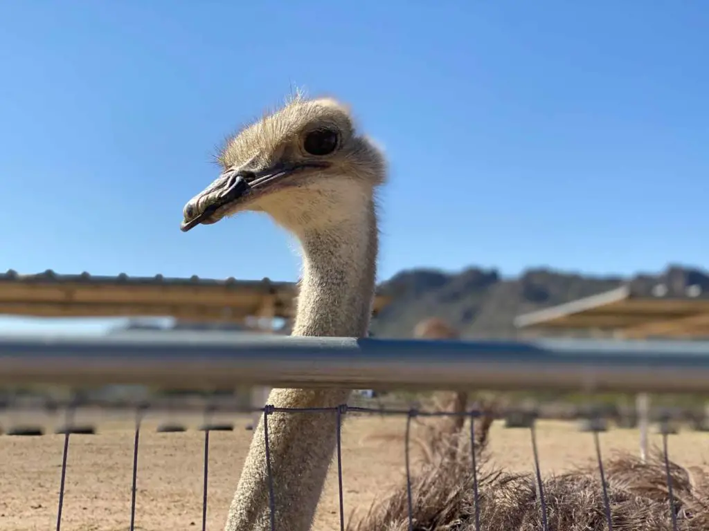 An ostrich poses for a picture at Rooster Cogburn Ranch, a unique Arizona travel destination.