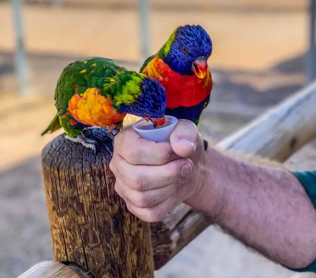 Lorikeets vie for nectar at the Rooster Cogburn Ostrich Ranch, an Arizona travel destination.