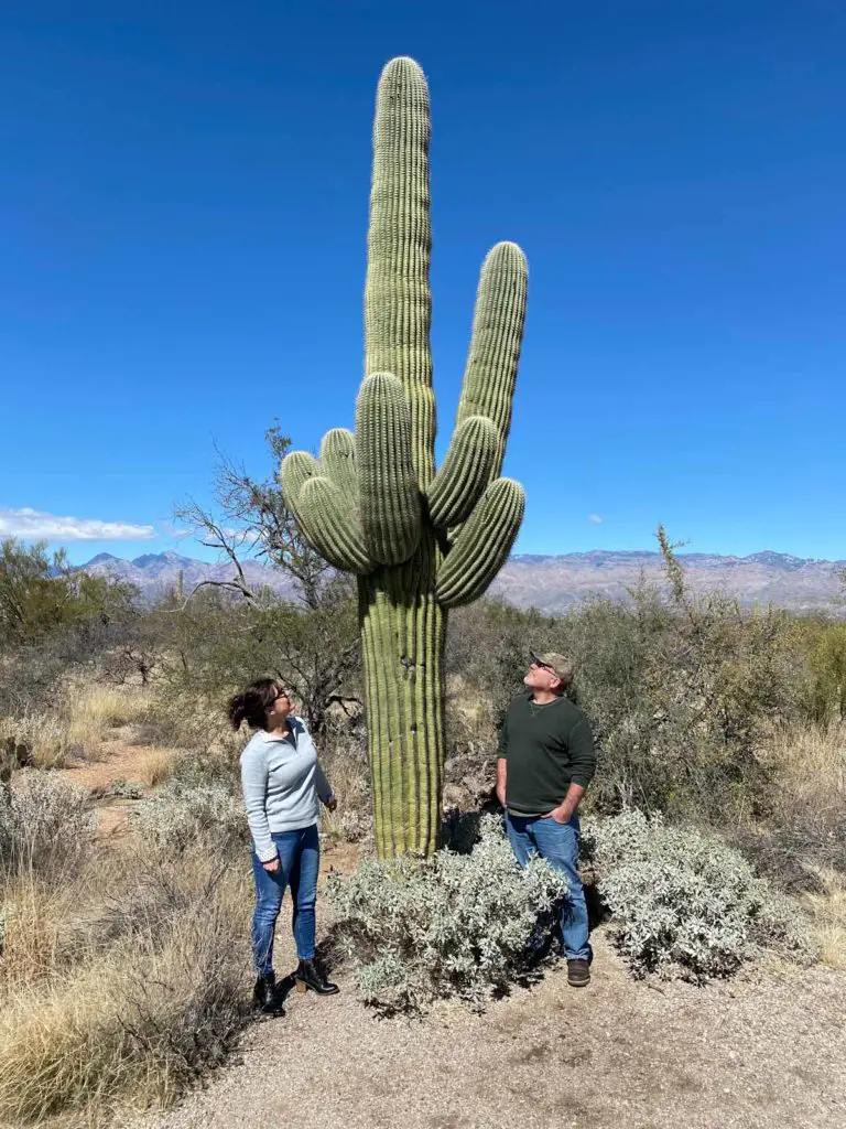 Giant Saguaro cactus in Saguaro National Park, an Arizona travel destination.