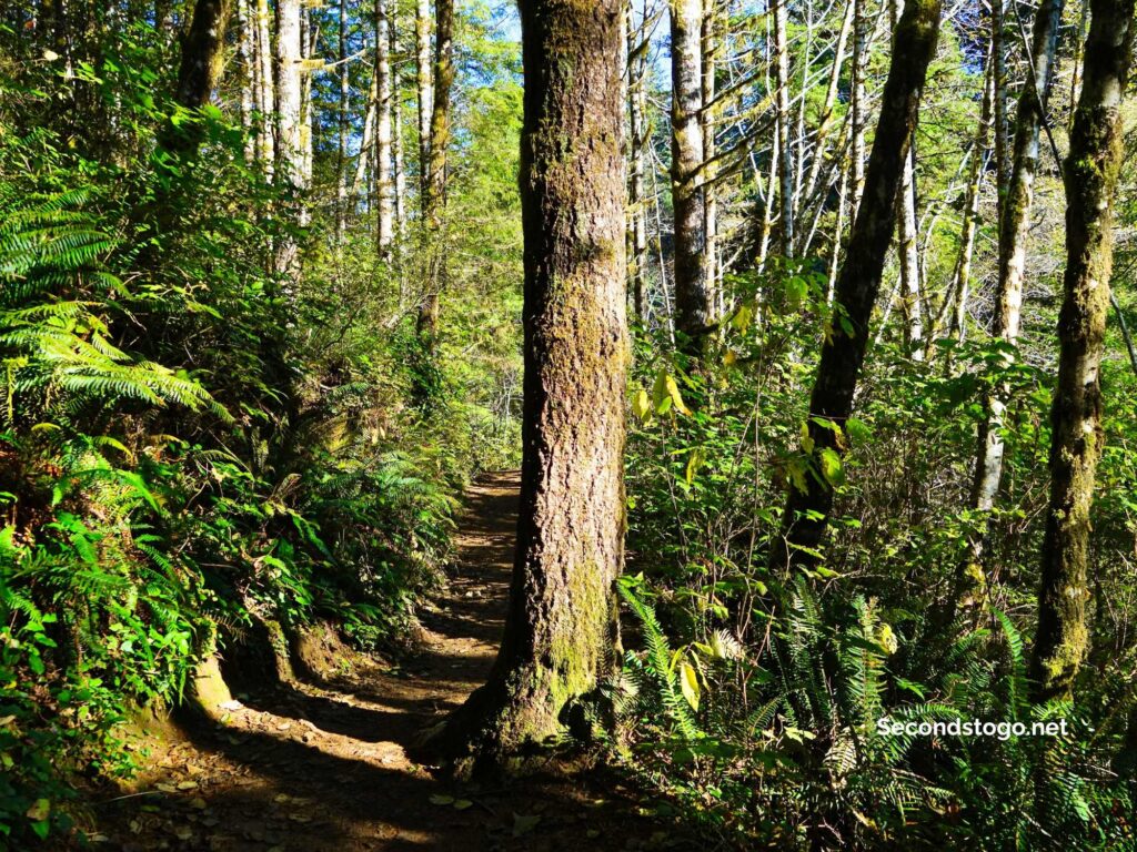 drift creek falls trail