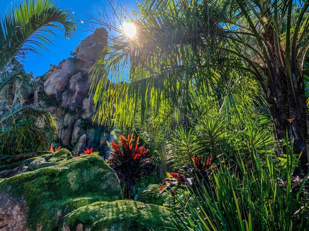 The sun shining through the trees at Disney Pandora Land in AUgust