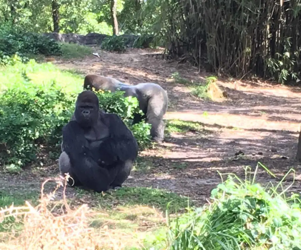 Animal Kingdom is worth it when you see the gorillas inside the nature trail.
