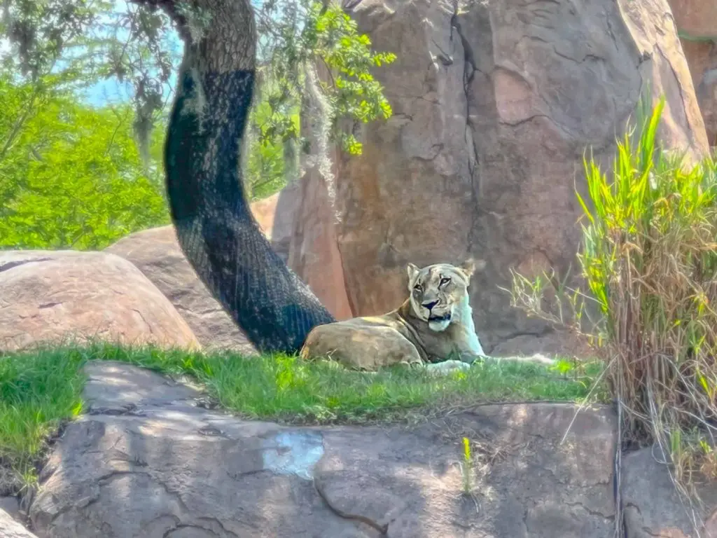 Lion resting on a rock in the Kilimanjaro Safari at  Disney's Animal Kingdom