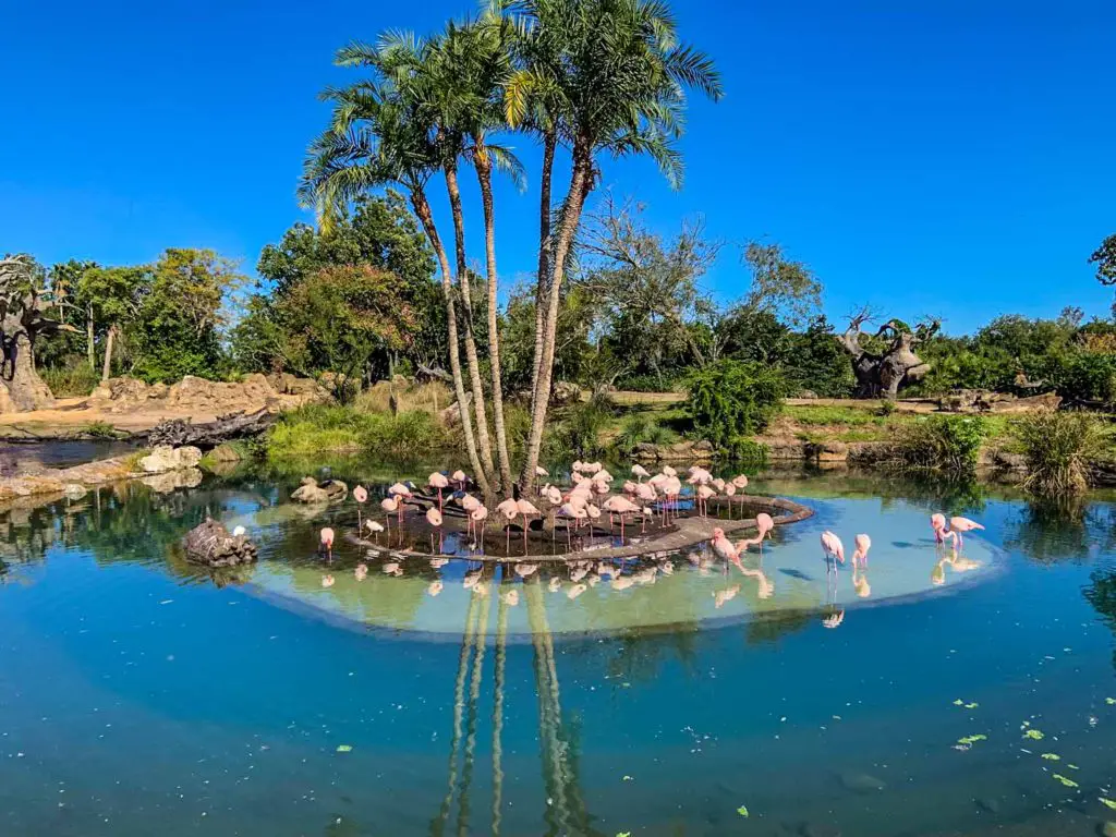 The Kilimanjaro Safari Flamingos hide one of best kept secrets of Animal Kingdom.