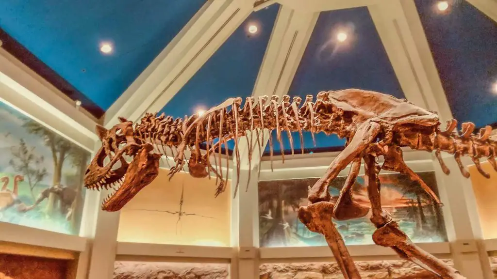Dinosaur skeleton at the Dinoland Institute in Disney's Animal kingdom