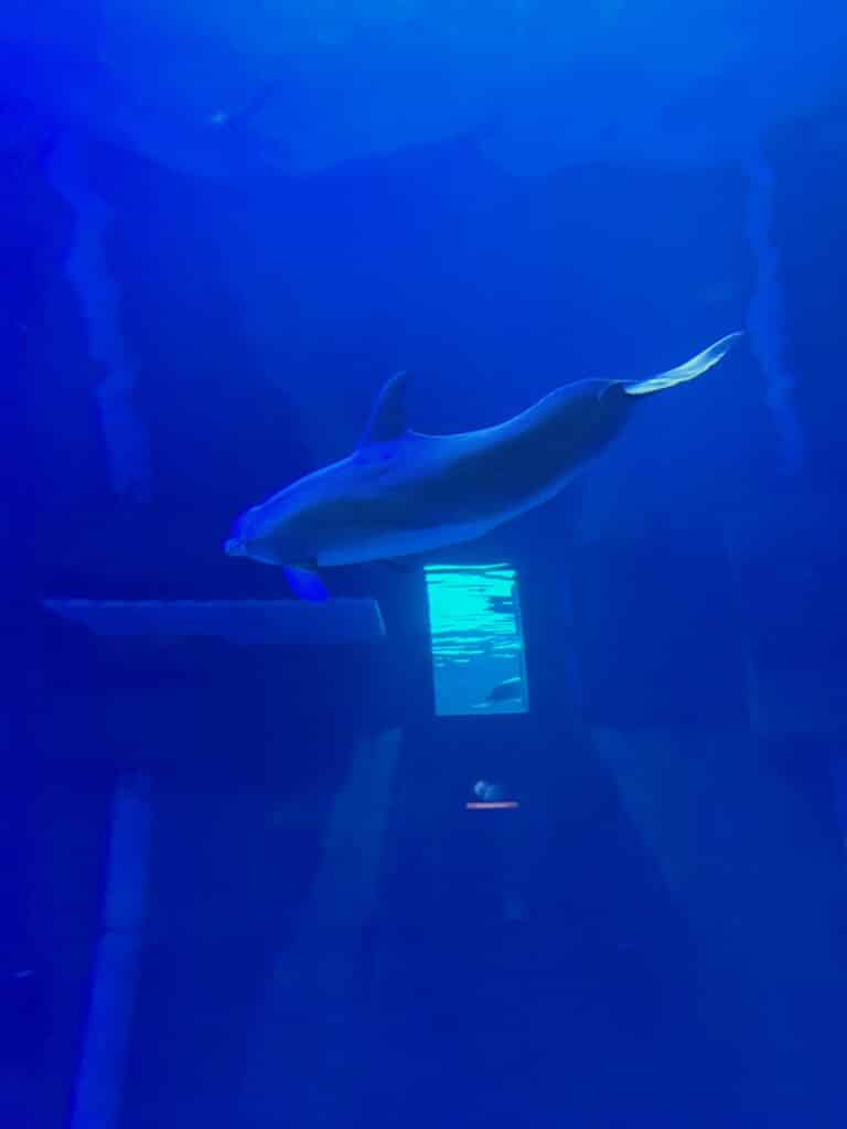 EPCOT Dolphin