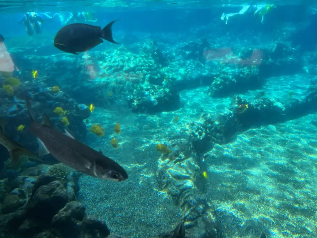 Snorkeling is one of the Disney Aulani activities. 