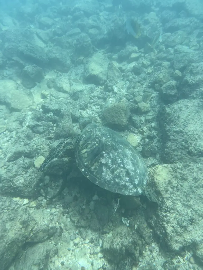 Turtle seen while snorkeling
