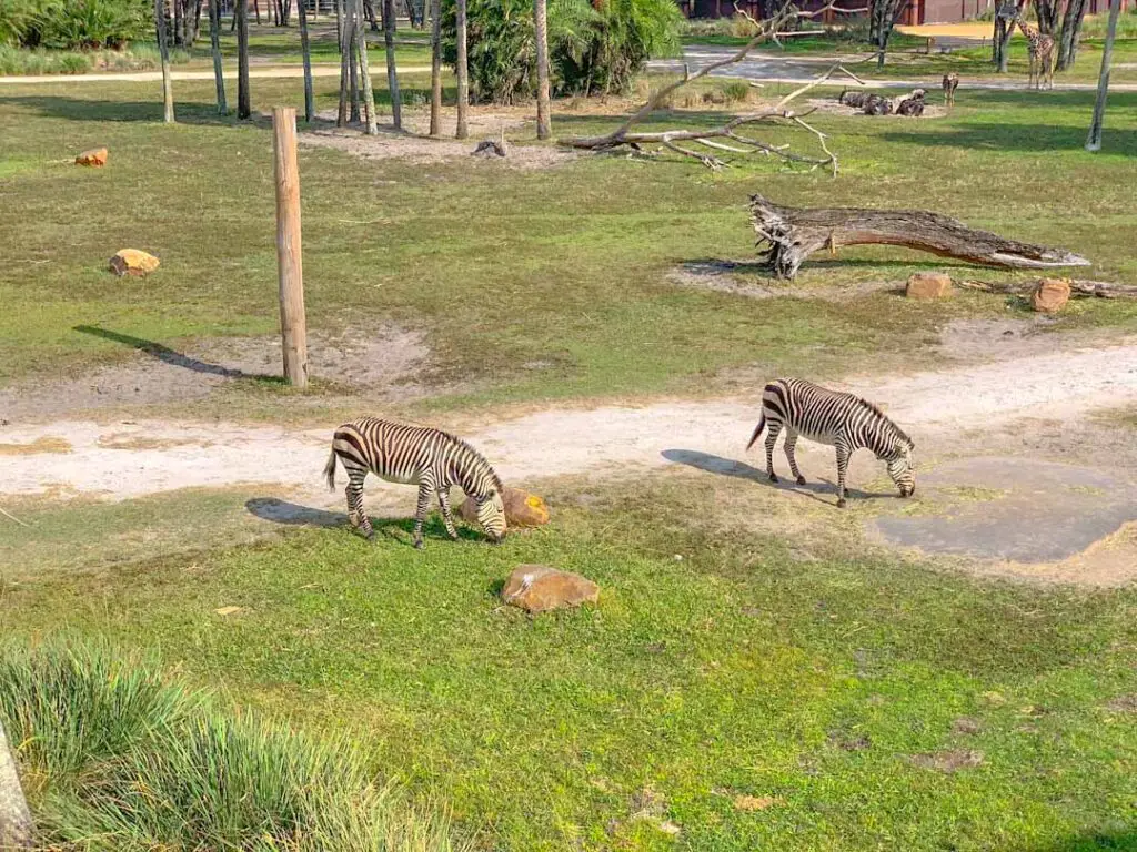 The savannah at Disney World's Animal Kingdom Lodge, featuring grazing zebras
