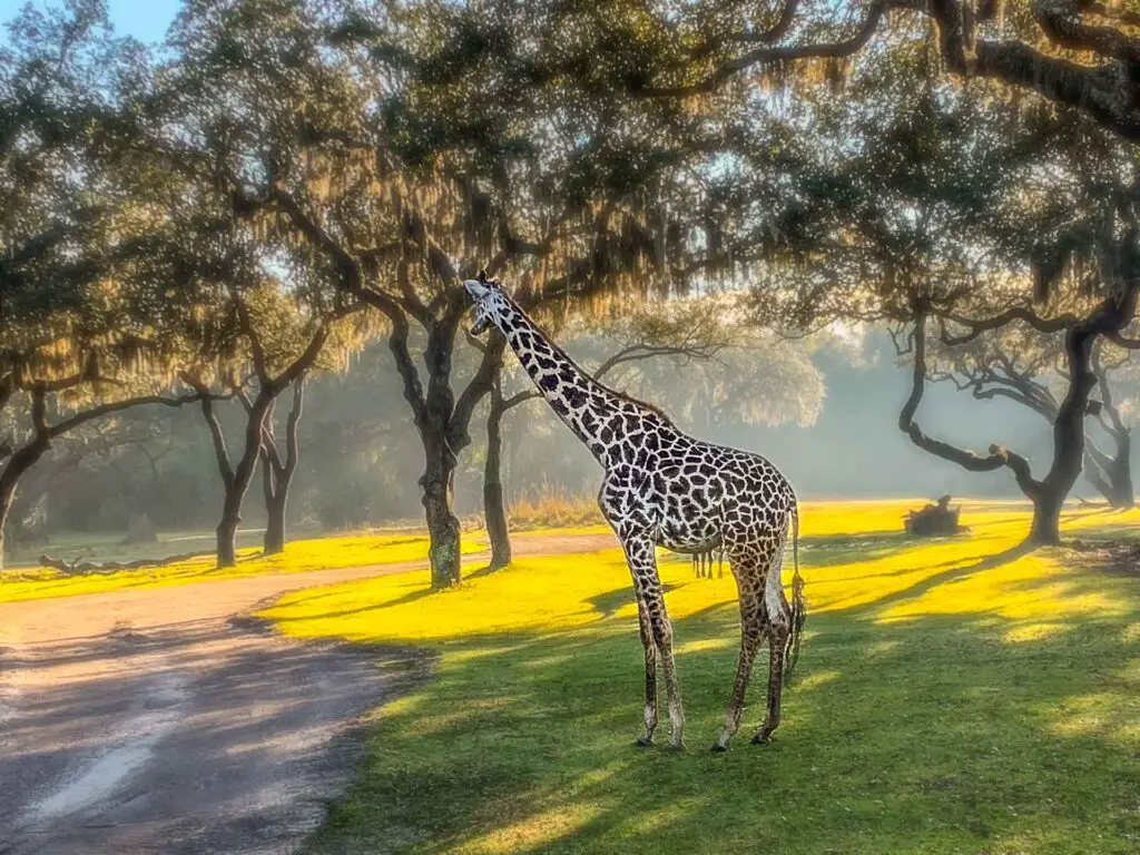 Giraffe on the savanna at Kilimanjaro Safari, one of the best experiences at Disney World