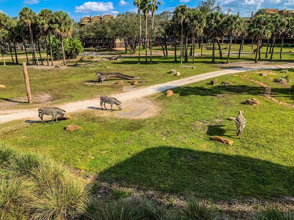 Animals on savanna at Animal Kingdom Lodge, a Disney resort