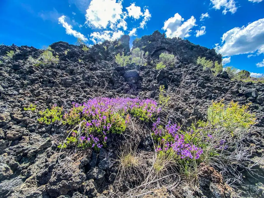 Wildflowers that managed to bloom on the Trail of the Molten Lands hike in Newberry Volcanic Monument.