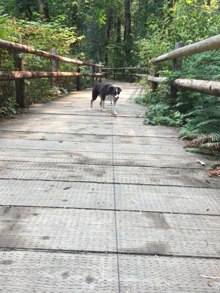 Footbridge at Beazell memorial forest hike