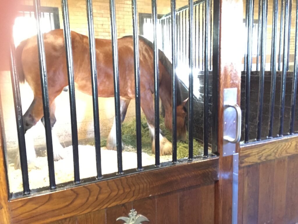 Clydesdale eating hay in a stall at Budweiser Brewery New Hampshire