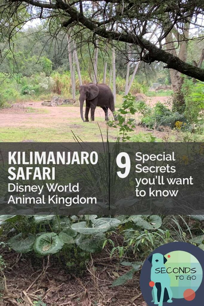 Kilimanjaro Safar pini 1