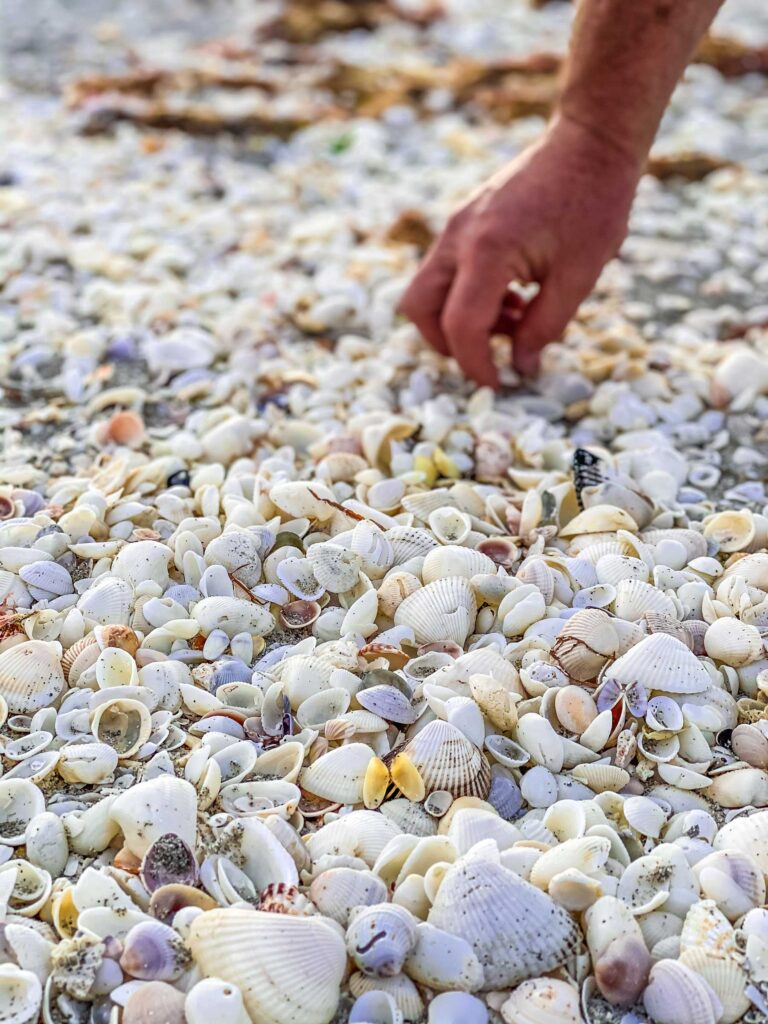 hand picking up shell on Sanibel island