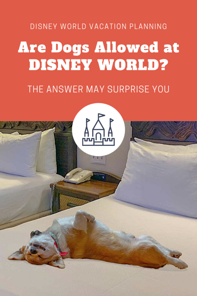 dOGS AT DISNEY WORLD 1