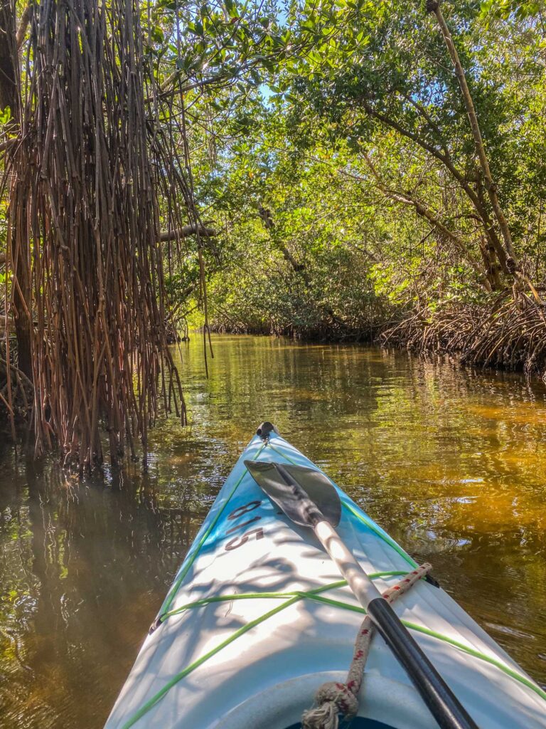 Kayak heading through the Mangroves in Comnmodore Creek on Sanibel Island. 